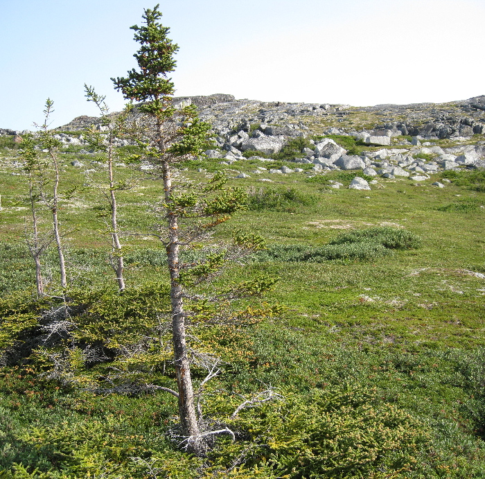 GreenlandCanada2010.html